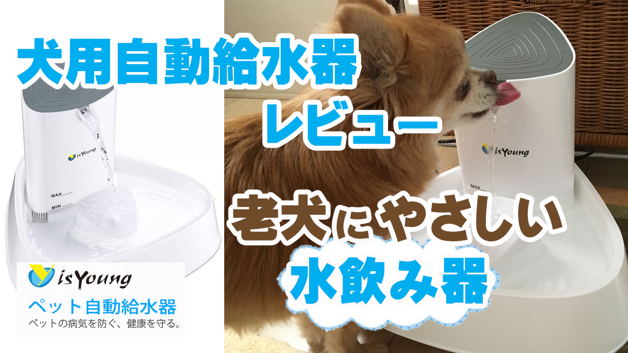 Isyoung ペット自動給水器レビュー 老犬にやさしい水飲み器 かっちゃんクラブ